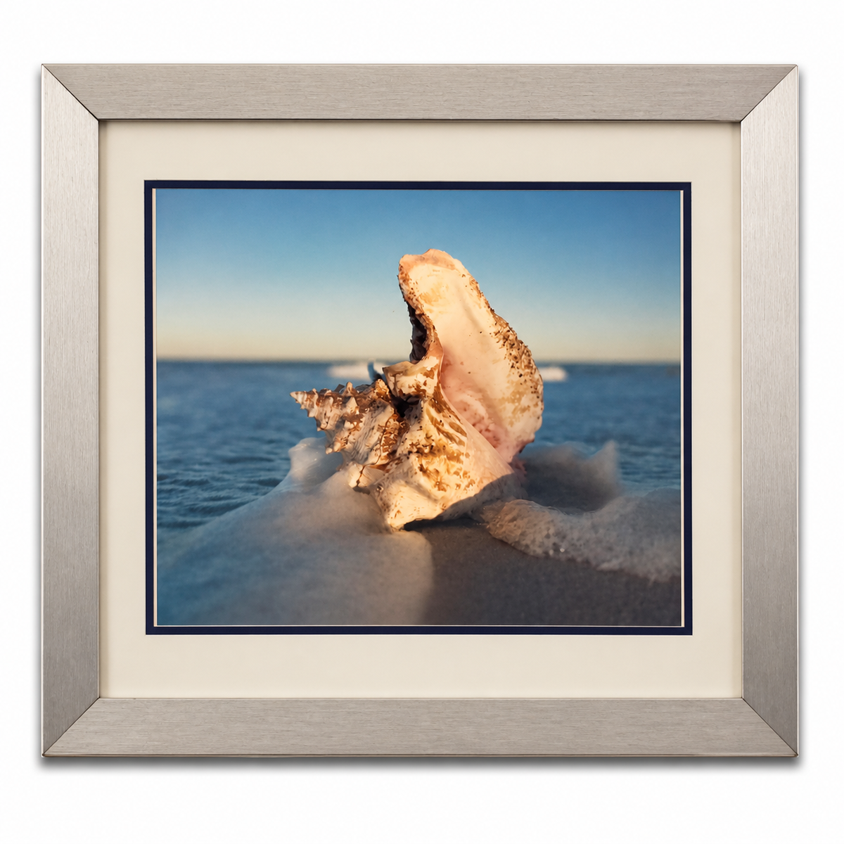 Shepard Photographs - Conch Shell