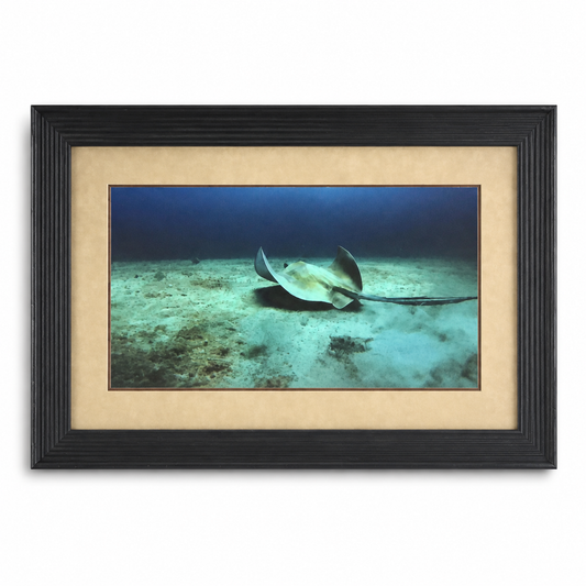 Shepard Photographs - Stingray