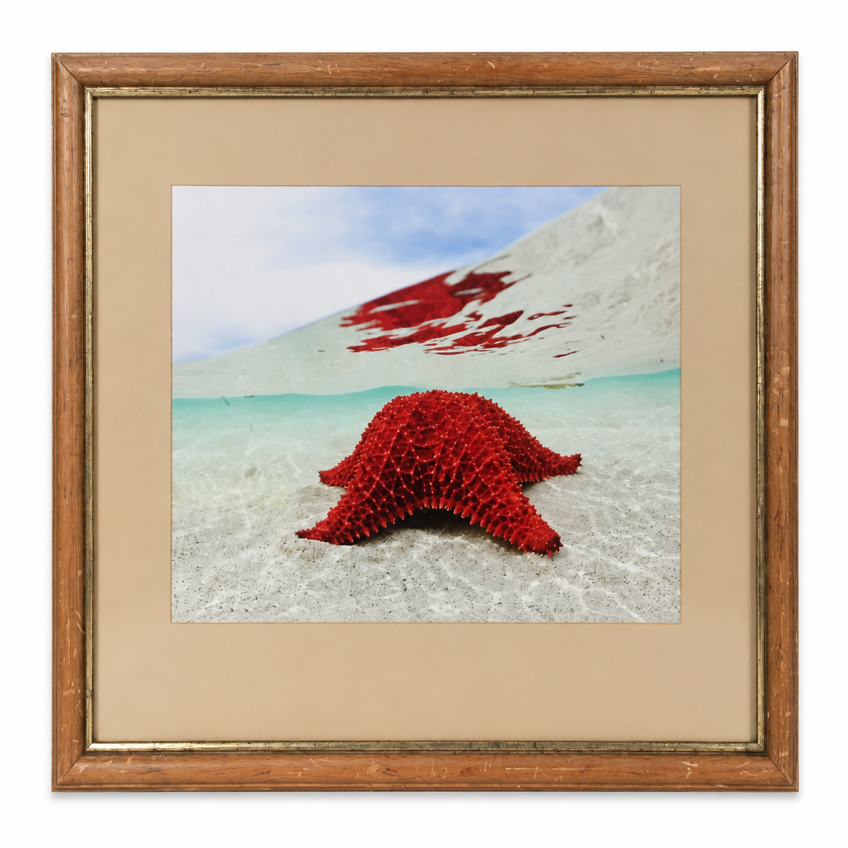 Shepard Photographs - Small Starfish