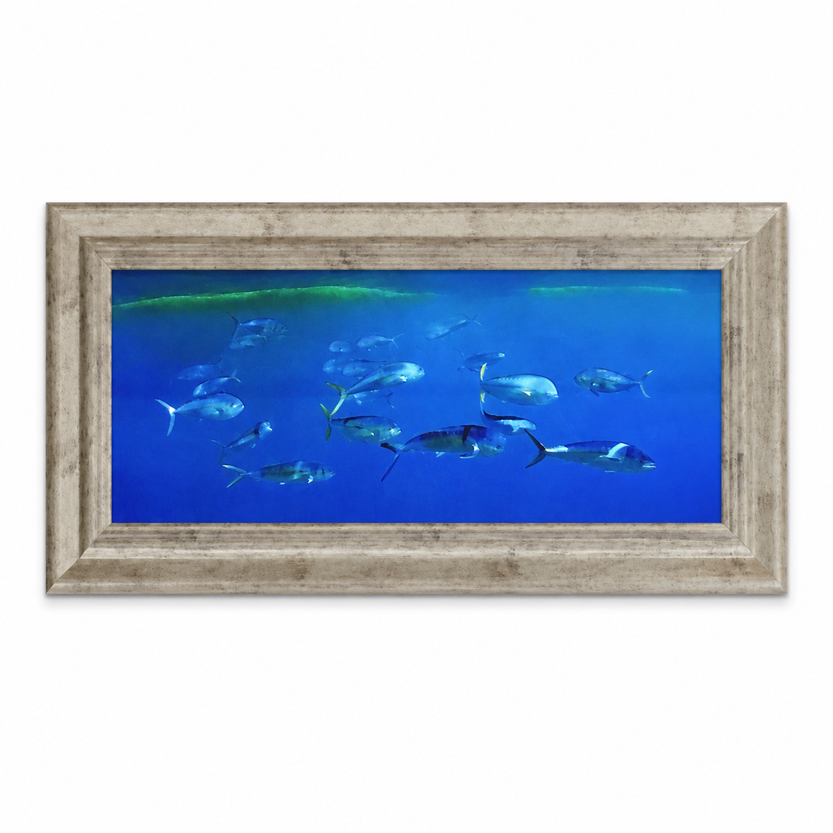 Shepard Photographs - Mahi