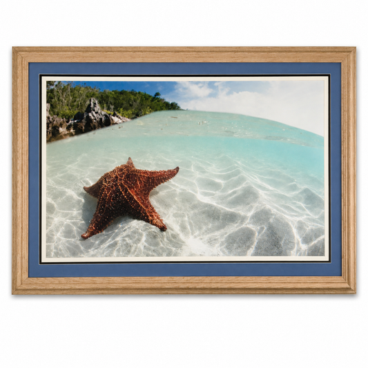 Shepard Photographs - Starfish